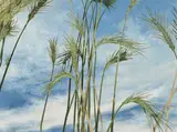 Cressida Campbell, Wheat and Sky (2016)