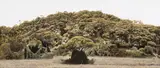 William Delafield Cook, Hillside, Portsea 1988, 1988, synthetic polymer paint on canvas