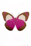 Fuchsia Pink/Chocolate/Silver Gloss 2010 The Souls II by Damien Hirst, 3 colour foil block print on paper, sold Oct 2019