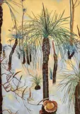Cressida Campbell, Xanthorrhoea 1987
