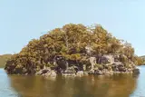 William Delafield Cook, Headland, Hawkesbury River 1985, 1985, synthetic polymer paint on canvas