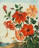 Adrian Feint, (Hibiscus) 1957