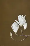 Paul Jones, Magnolia Denudata