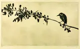 Brett Whiteley, Bird on a Branch 1977, 1977, sugarlift aquatint on paper