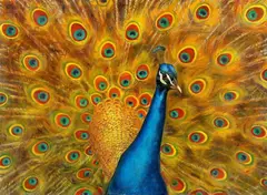 Beza, "Pfau", Öl auf Leinwand