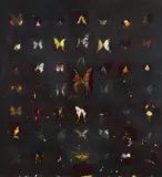 Nicola Samorì, "Storia Naturale (Blessing)"