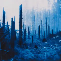 Via Lewandowsky, Dröhnen (Wald), 1998, Lambda-Print/Diasec