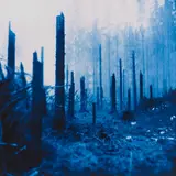 Via Lewandowsky, Dröhnen (Wald), 1998, Lambda-Print/Diasec