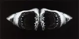 Robert Longo, Auktion 411, Los 357