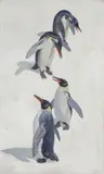 Julius Moessel, Study of Penguins, Oil on canvas