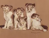 F. Richarson Murray, Collie Puppies, Gouache on board
