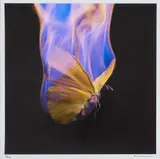 Mat Collishaw, WE ARE LEGION, 2022, Digital print on lustre paper, 12/250