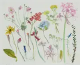Elizabeth Blackadder, FLOWER STUDIES, Off-set lithograph, 10/40