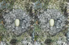 Roni Horn, UNTITLED (TO NEST), 2001, digital inkjet print on Arches Aquarelle paper, from the edition of 100 published by Counter Editions