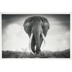 Björn Persson, MOTHER AFRICA XL, Inkjet pigment print on Hahnemühle Photo Rag Ultra Smooth 305gsm, 2/10