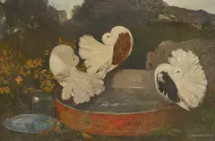 David Forrester Wilson, FANTAIL DOVES, oil on canvas
