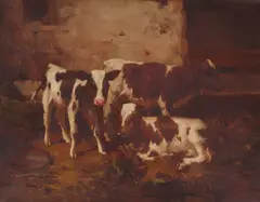 David Gauld, CALVES IN A BYRE, oil on canvas