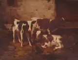 David Gauld, CALVES IN A BYRE, oil on canvas