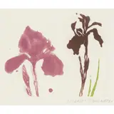 Elizabeth Blackadder, IRIS (ALLAN 73), 1994, Etching and aquatint on Arches paper, HC, aside from the edition of 50