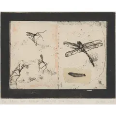 Victoria Crowe, DRAWN FROM NATURE: CRANE FLIES AND DRAGONFLY, Etching with chine collé, 6/30
