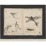 Victoria Crowe, DRAWN FROM NATURE: CRANE FLIES AND DRAGONFLY, Etching with chine collé, 6/30