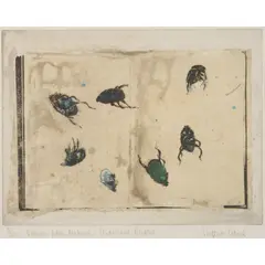 Victoria Crowe, DRAWN FROM NATURE: IRIDESCENT BEATLES, Etching with chine collé, 5/30