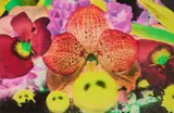 Marc Quinn, SEPAS MOUS, 2009, Pigment print on 300gsm Somerset paper, 16/20