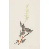 Elizabeth Blackadder, LUDISIA DISCOLOUR - JEWEL ORCHID, Etching, 57/80