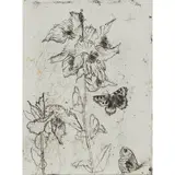 Elizabeth Blackadder, MECONOPSIS AND BUTTERFLIES, Etching, Artist's Proof