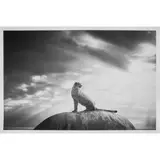 Björn Persson, CHEETAH'S THRONE XL, Inkjet pigment print on Hahnemühle Photo Rag Ultra Smooth 305gsm, 2/10