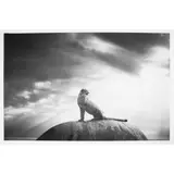 Björn Persson, CHEETAH'S THRONE XL, Inkjet pigment print on Hahnemühle Photo Rag Ultra Smooth 305gsm, 10/10