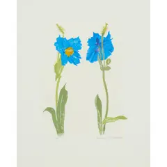 Elizabeth Blackadder, MECONOPSIS, 2011, Screenprint, P/P, aside from the edition of 80
