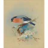 BULLFINCH by Archibald Thorburn, watercolour, sold Dec 2024