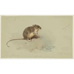 Archibald Thorburn, ST KILDA FIELD MOUSE, watercolour