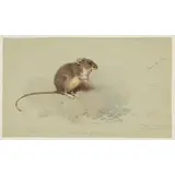 Archibald Thorburn, ST KILDA FIELD MOUSE, watercolour