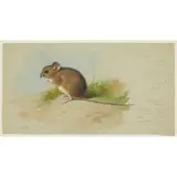ST KILDA'S FIELD MOUSE by Archibald Thorburn, watercolour on blue paper, sold Dec 2024