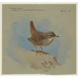 Archibald Thorburn, ST KILDA WREN, watercolour on blue-grey paper