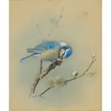 BLUE TIT by Archibald Thorburn, watercolour, offered Dec 2024