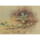 Archibald Thorburn, OYSTER PLANT, ARRAN, gouache on buff paper
