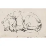 James Giles, SLEEPING CUB, 1824, pen and pencil