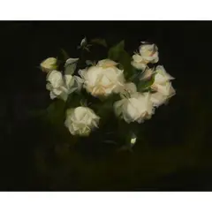 Stuart Park, WHITE ROSES, oil on canvas