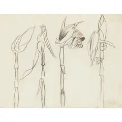 Graham Sutherland, PALMS (DOUBLE-SIDED DRAWING), 1948, pencil on paper