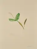 Elizabeth Blackadder, ORCHIDACEAE DENDROBIUM ATROVIOLACEUM, 1987, Colour etching, 47/50