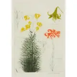 Elizabeth Blackadder, LILIUM, 1997, Etching, 1/50