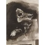 Leon Morrocco, A STUDY OF ANIMAL SKULLS