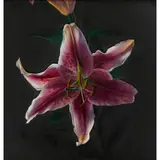 David Warrilow, LILIES, 1990, oil on board