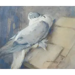 Mabel Dawson, A GREY DOVE, gouache on linen
