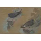 Donald Watson, STORM PETRELS, ST. KILDA, JUNE 1958, watercolour and bodycolour on buff paper