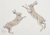 Anne Jolivet, Boxing Hares, watercolour on paper