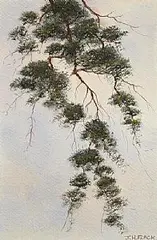 James Hall Flack, Cascading Pine, watercolour on paper